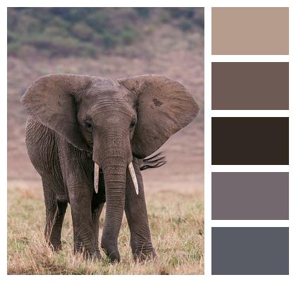 Safari African Elephant Animal Image